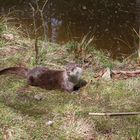 Otter 2