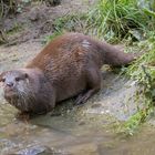 Otter