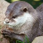 Otter