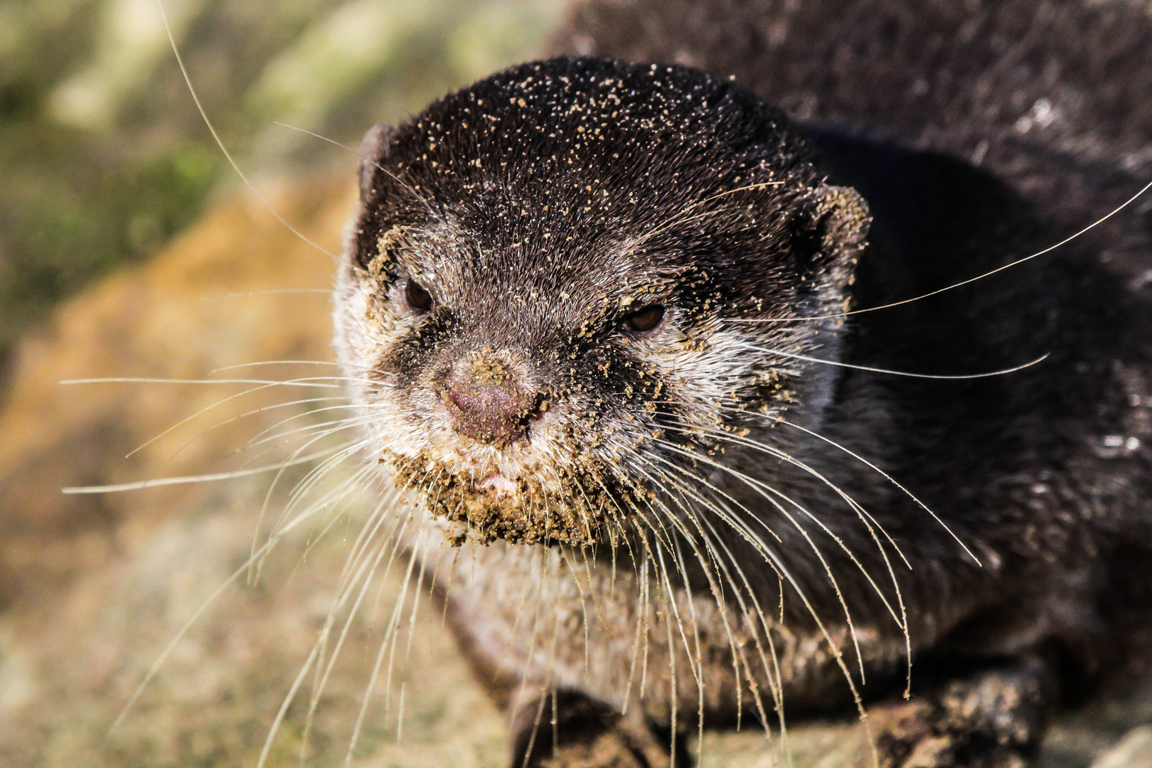 Otter