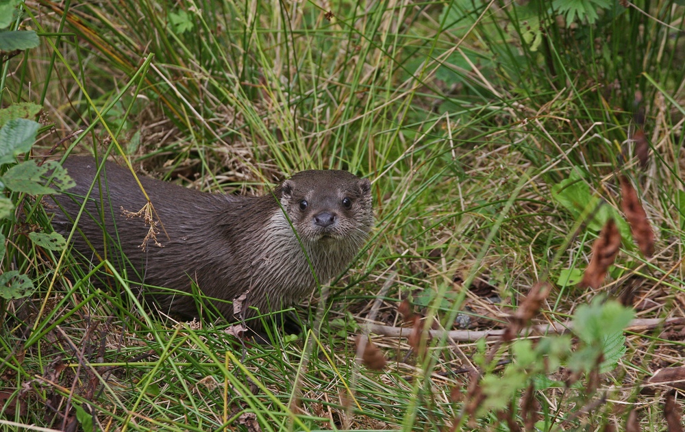 Otter