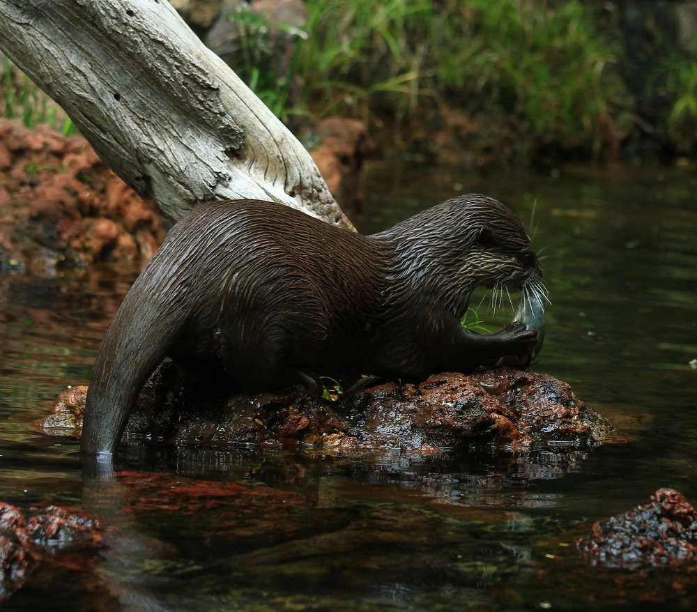 Otter