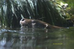 Otter 3