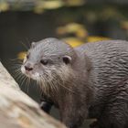 Otter