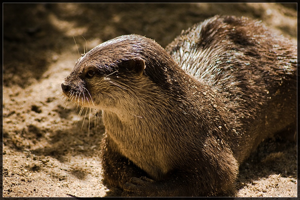 Otter