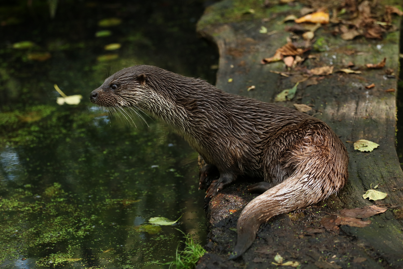 Otter