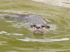 Otter