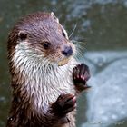 Otter