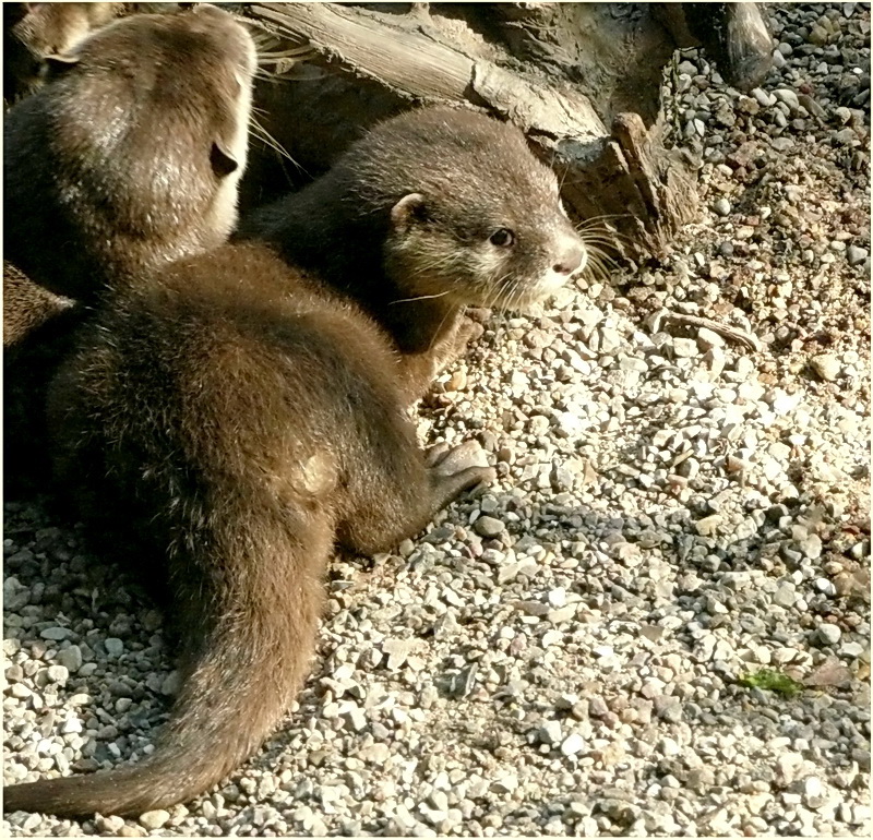 Otter