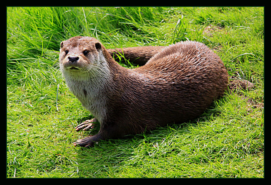 °Otter°