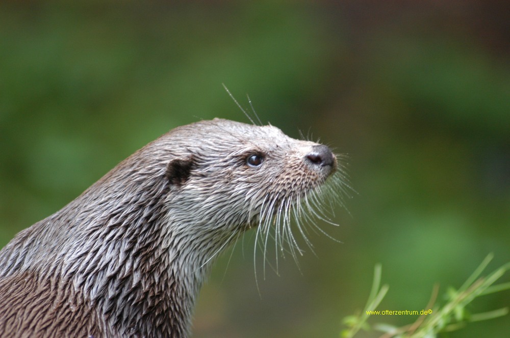 Otter 4