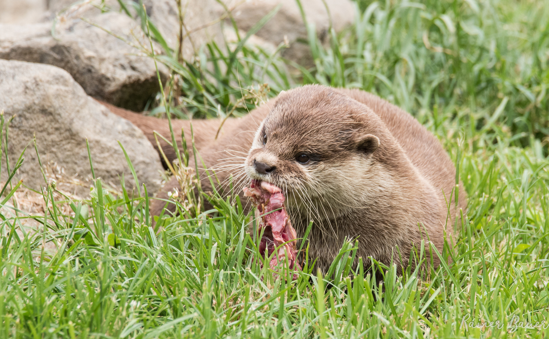 Otter 