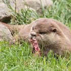 Otter 