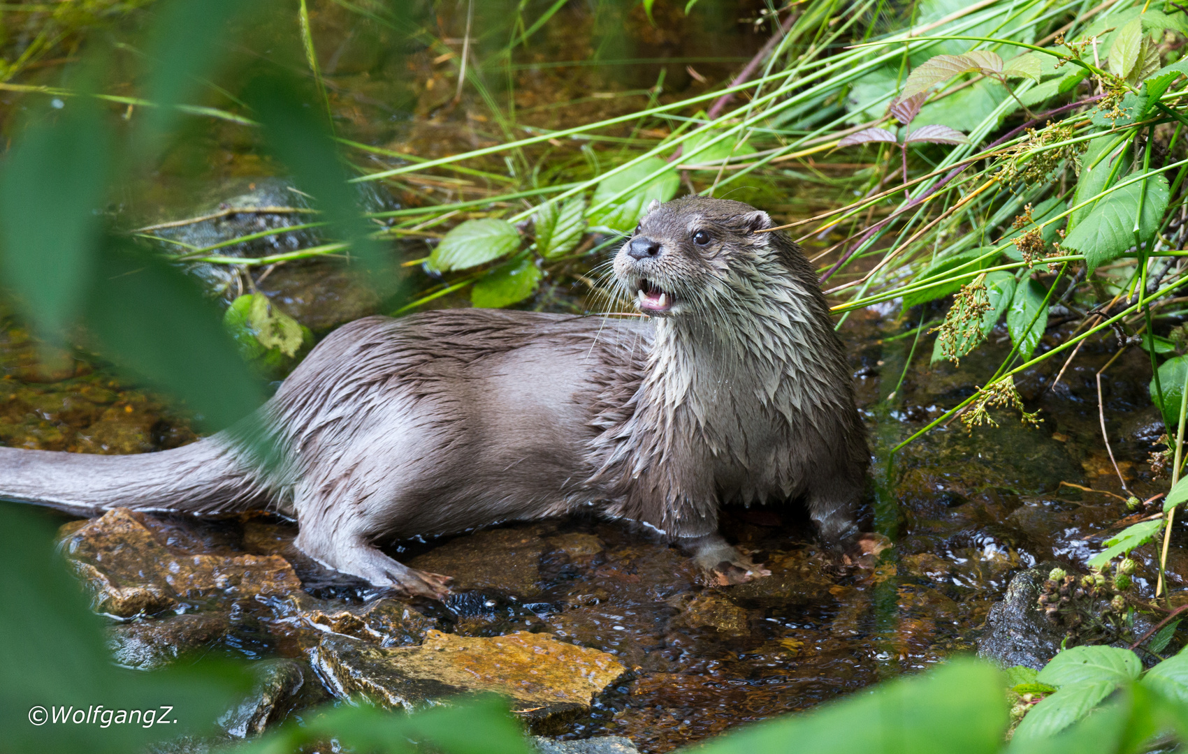 Otter