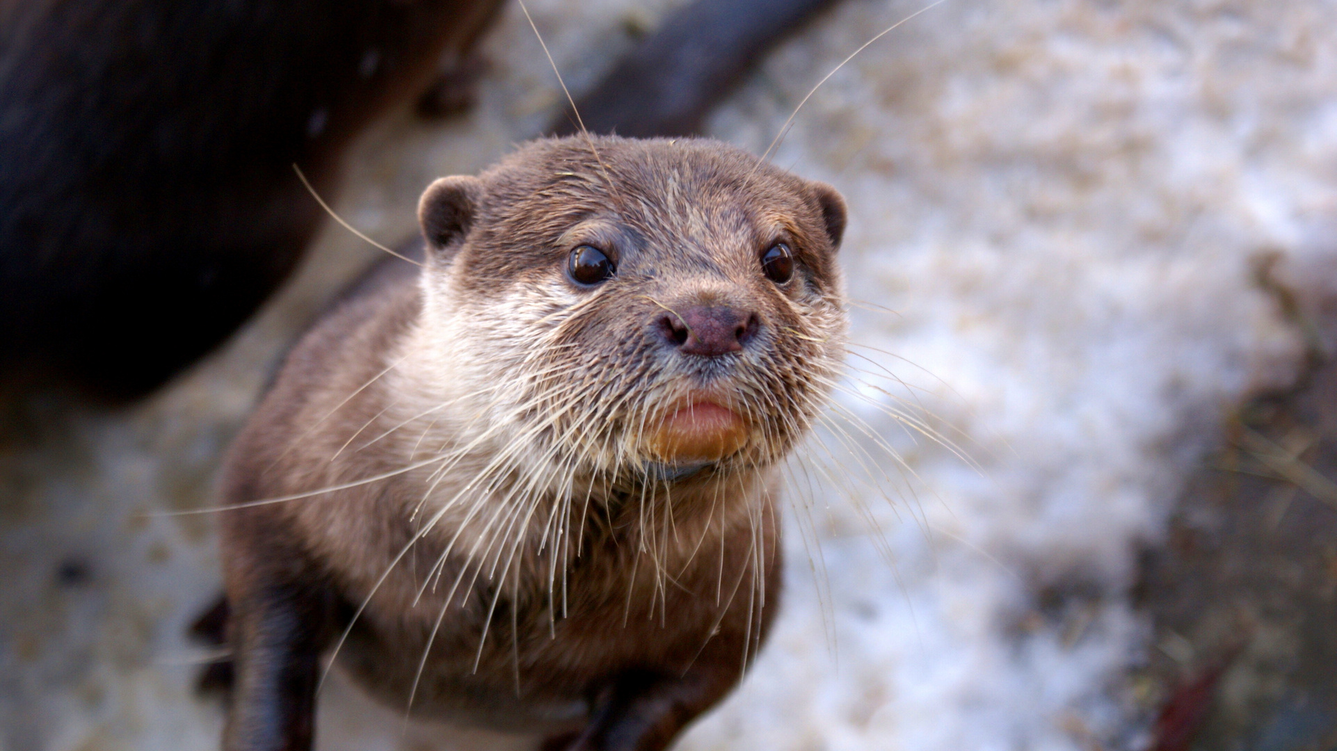 Otter