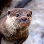 Otter