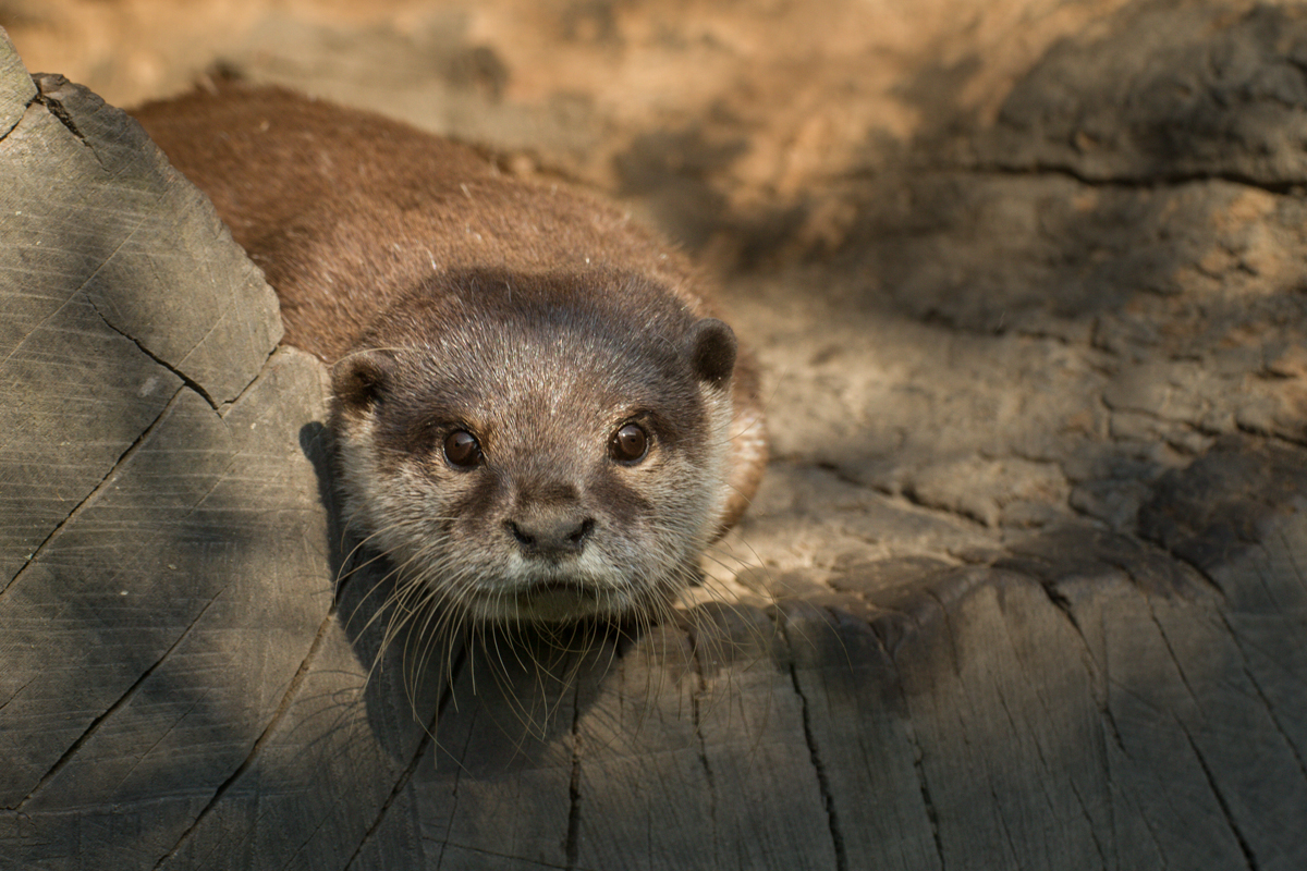 Otter