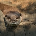 Otter