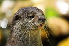 Otter