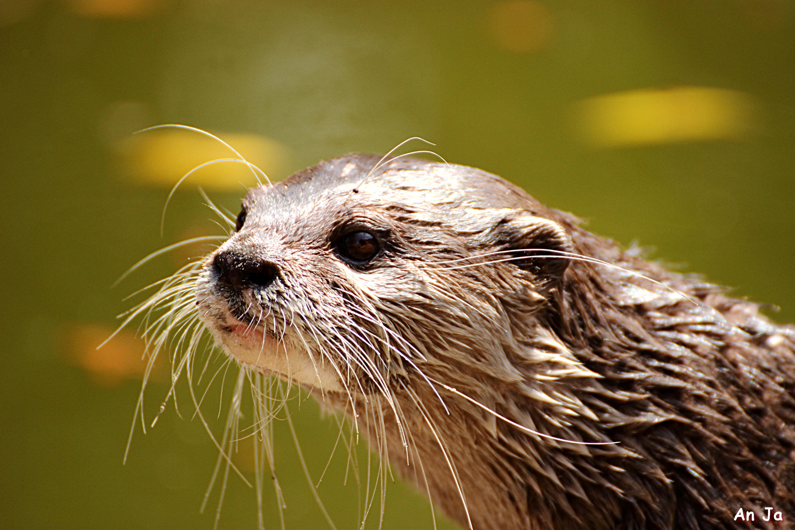 OTTER