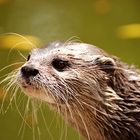 OTTER