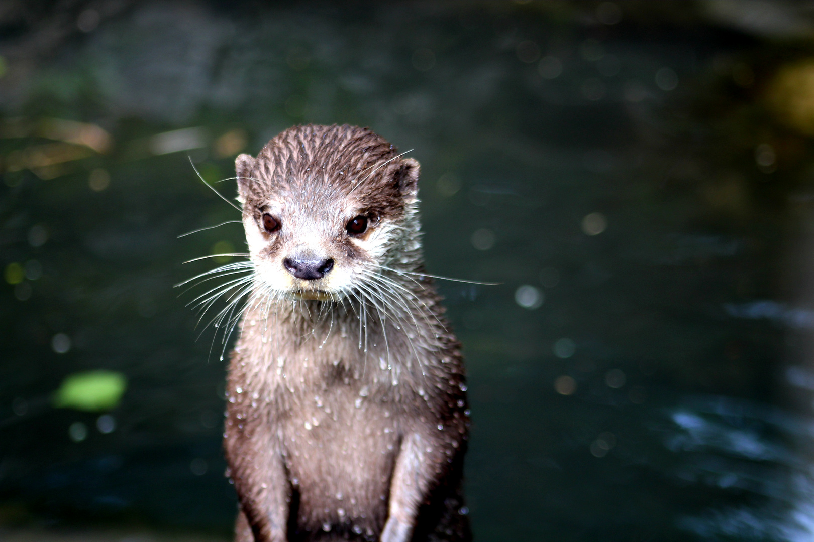 Otter