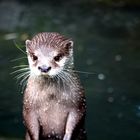 Otter