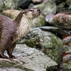 Otter