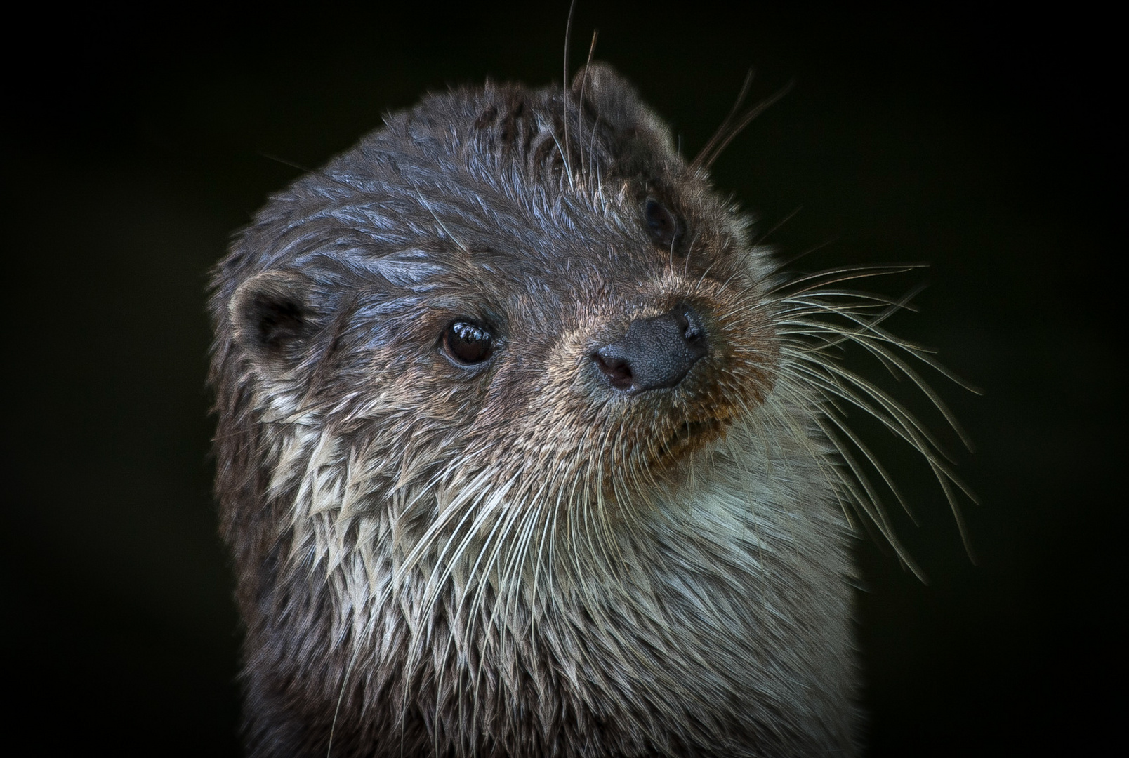 Otter