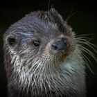 Otter