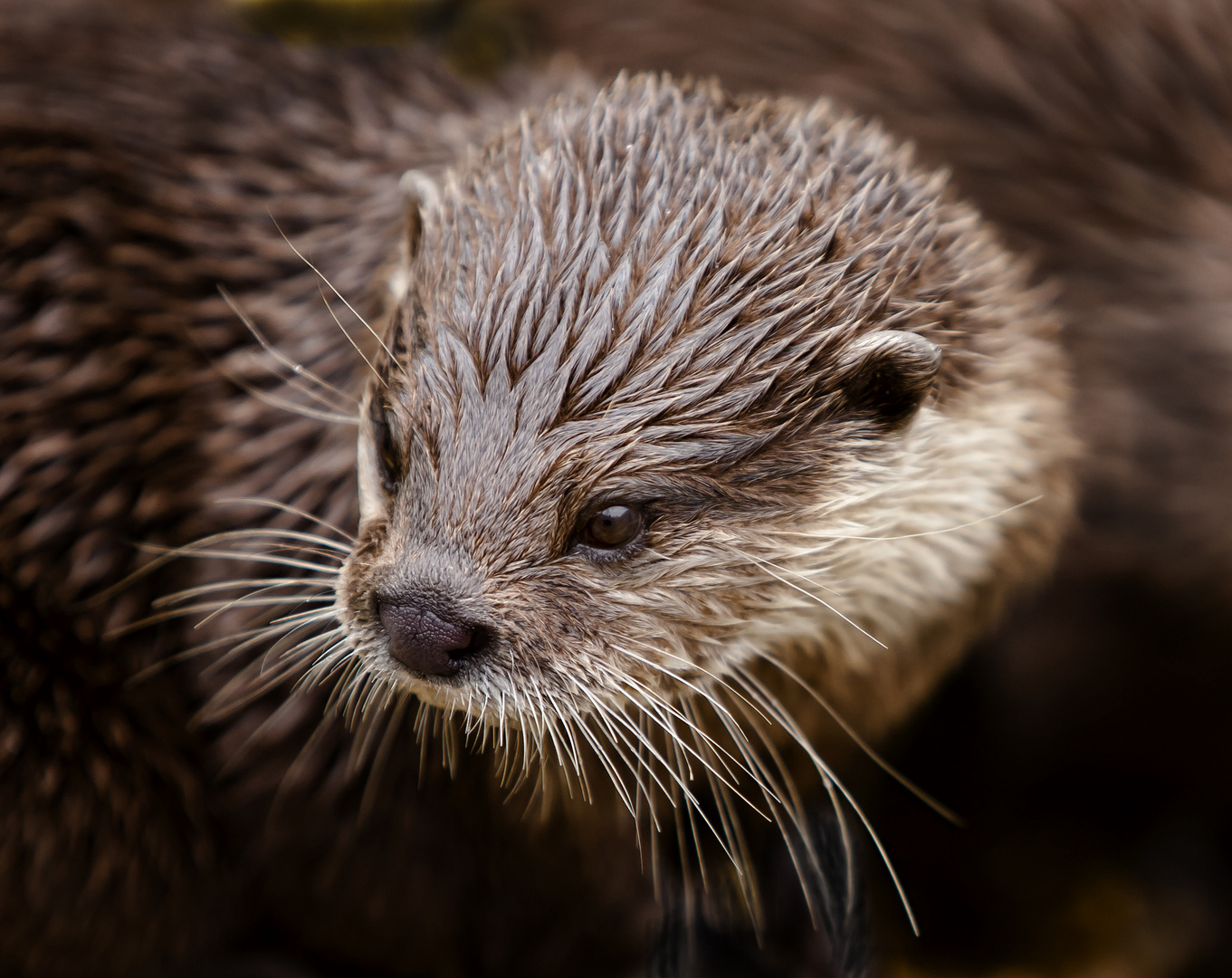 Otter