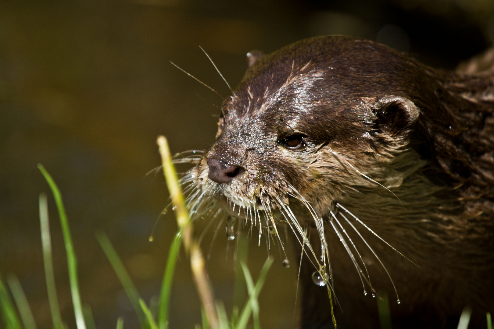 Otter