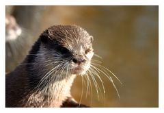 otter