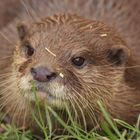 Otter