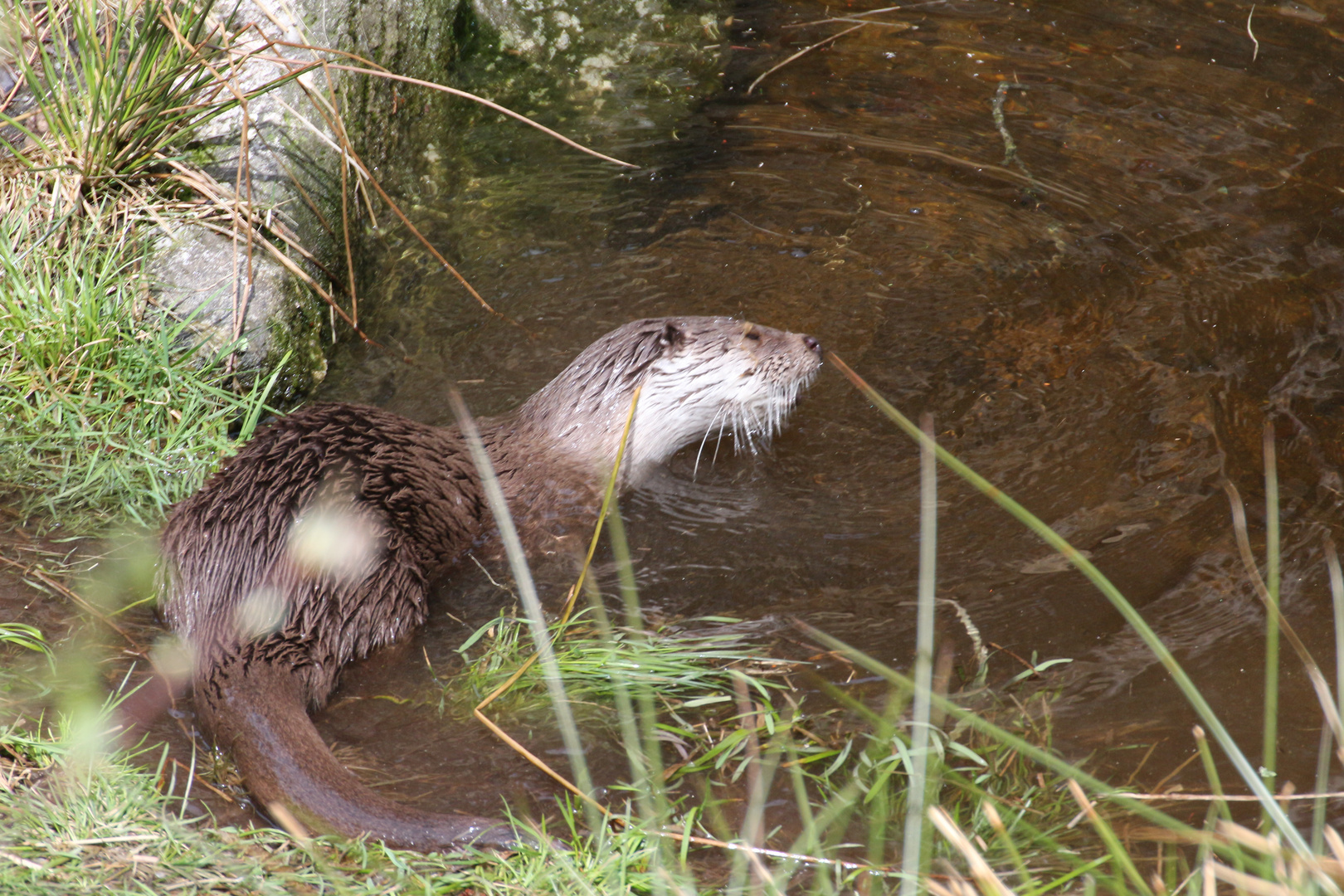 Otter