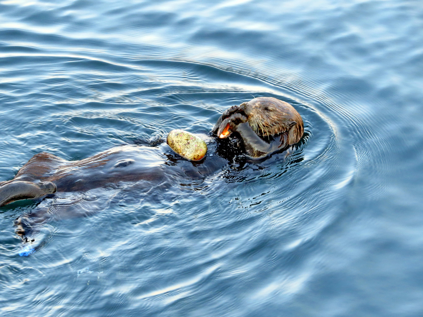 Otter