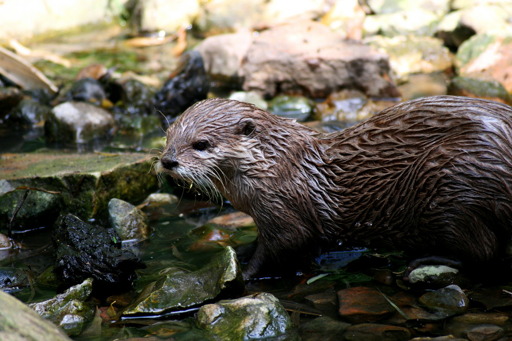 Otter