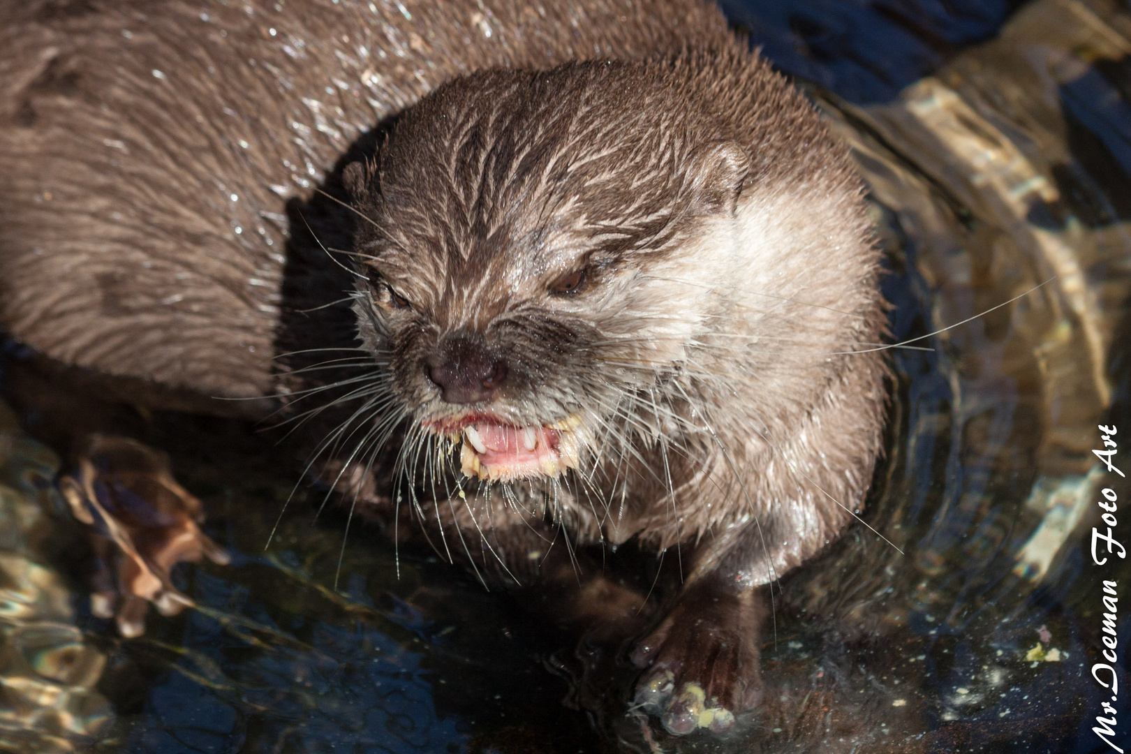 Otter