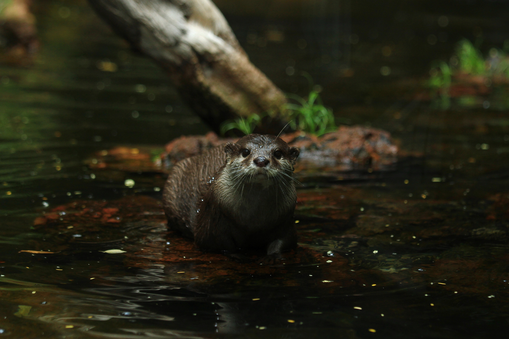 Otter