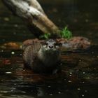 Otter