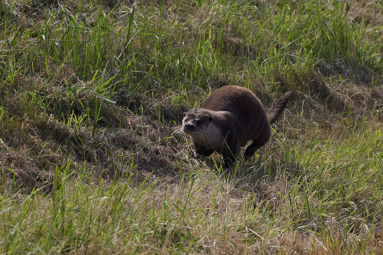 Otter 