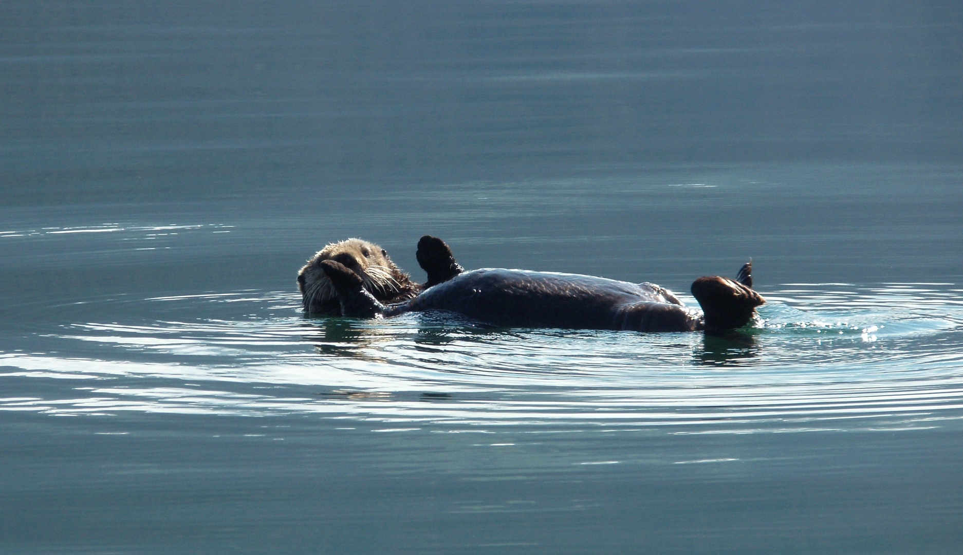 Otter