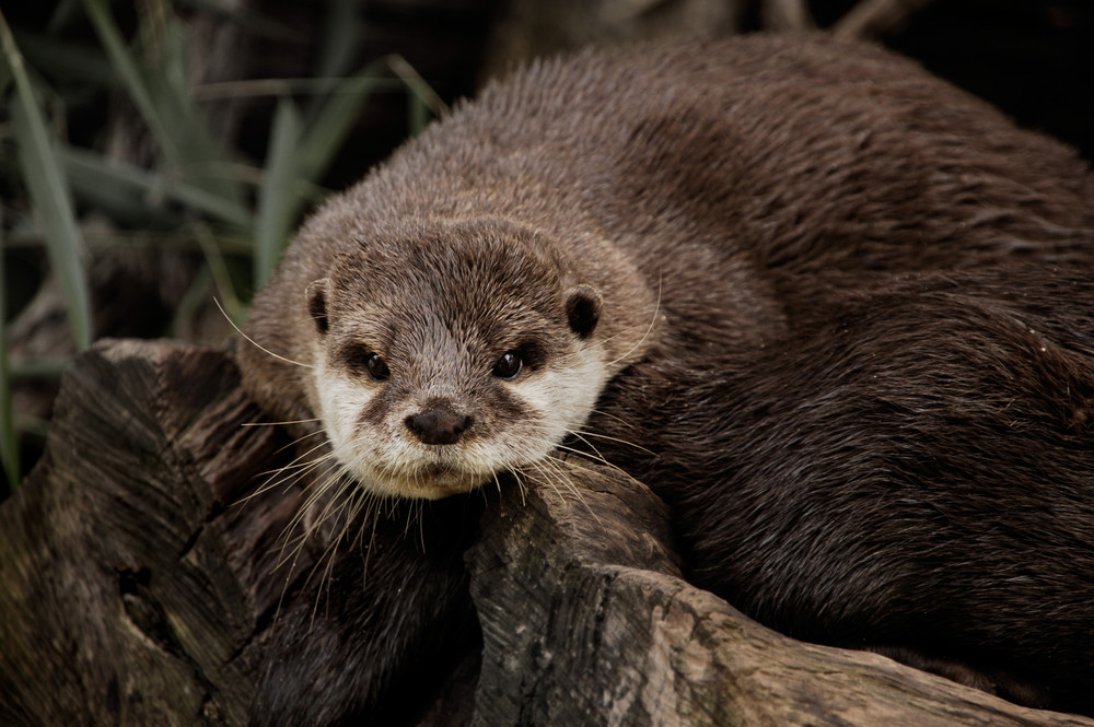 Otter