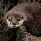 Otter