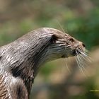 Otter