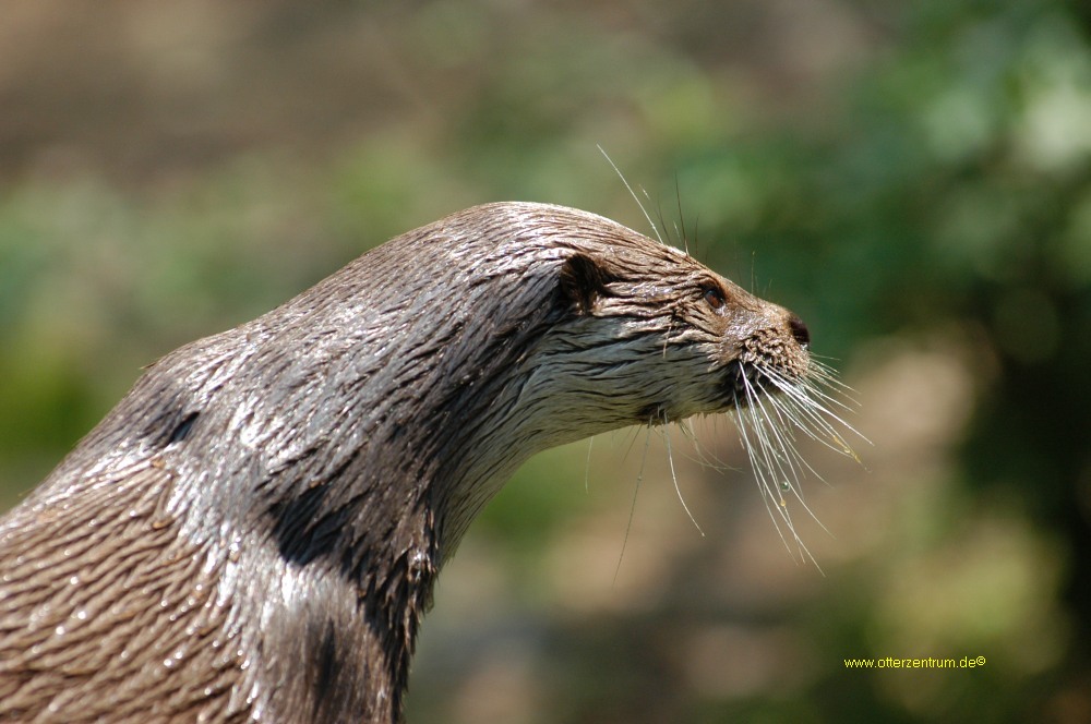 Otter