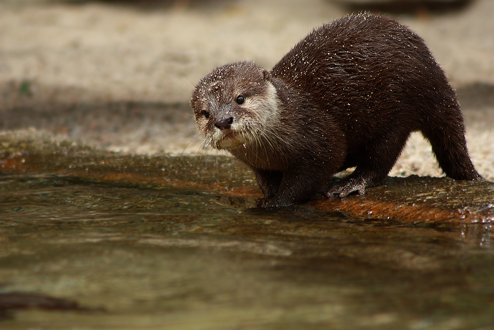 Otter