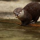 Otter