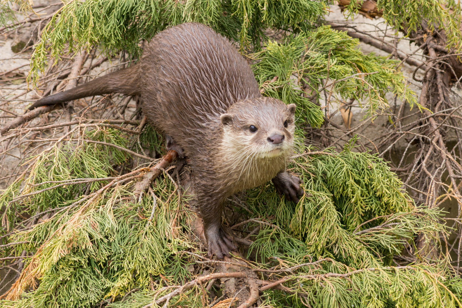Otter Foto & Bild | tiere, zoo, wildpark & falknerei, säugetiere Bilder