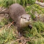 Otter